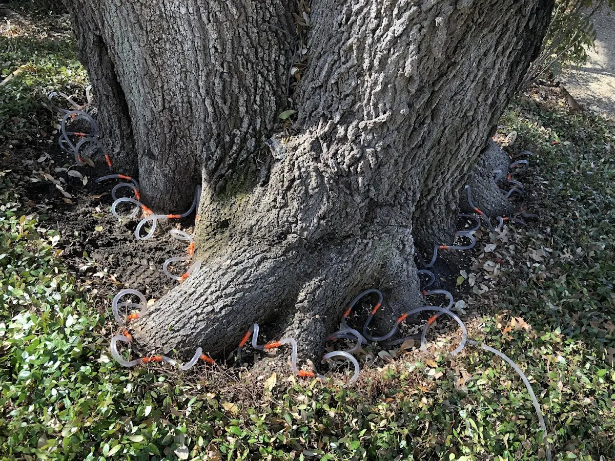 Detailed Tree Cabling and Bracing job site in Savery