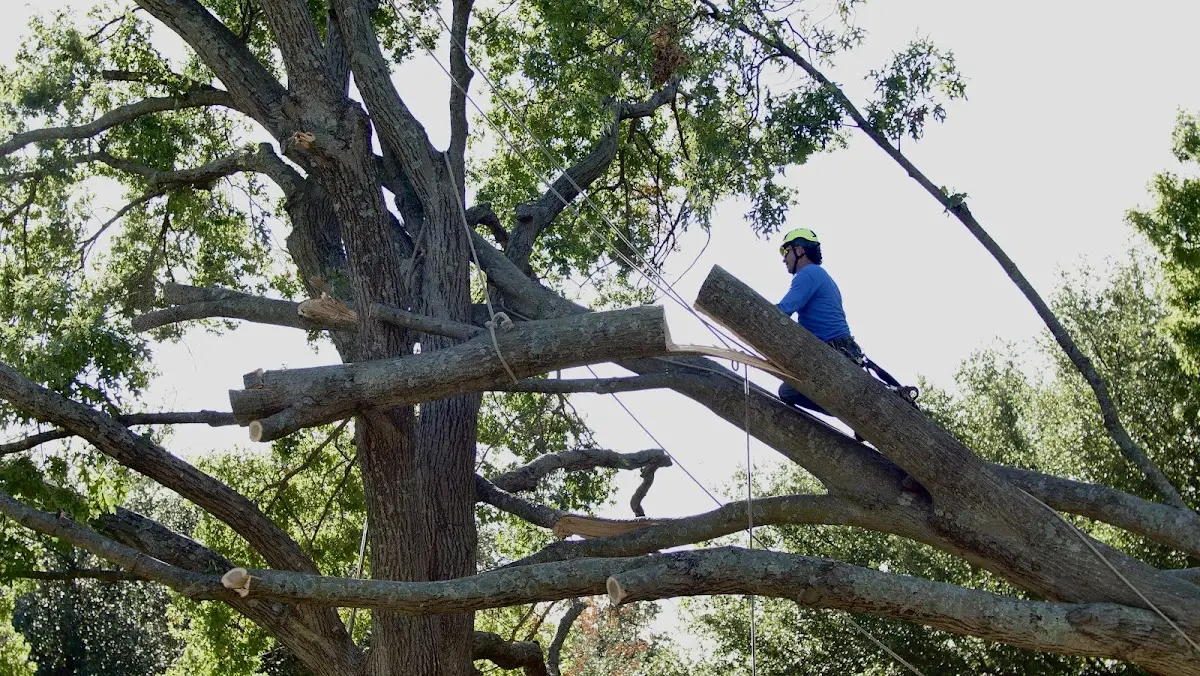 Professional Hazardous Tree Removal performed by certified arborists in Savery